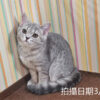 114年12月出生：《立耳英國短毛母貓》 (藍金虎斑)