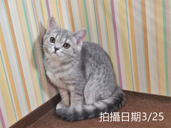 114年12月出生：《立耳英國短毛母貓》 (藍金虎斑)