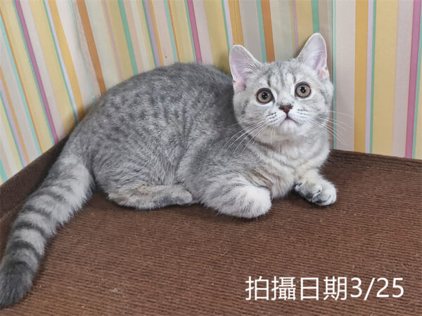 114年12月出生：《立耳英國短毛母貓》 (藍金虎斑)