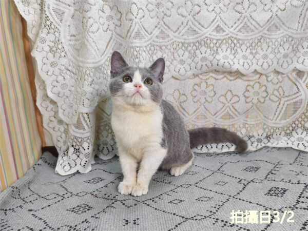 114年11月出生：《立耳英國短毛母貓》 (藍白賓士)