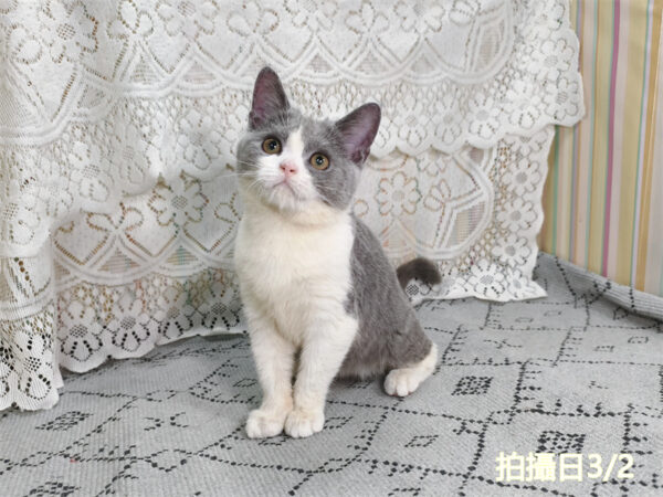 114年11月出生：《立耳英國短毛母貓》 (藍白賓士)