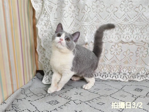 114年11月出生：《立耳英國短毛母貓》 (藍白賓士)