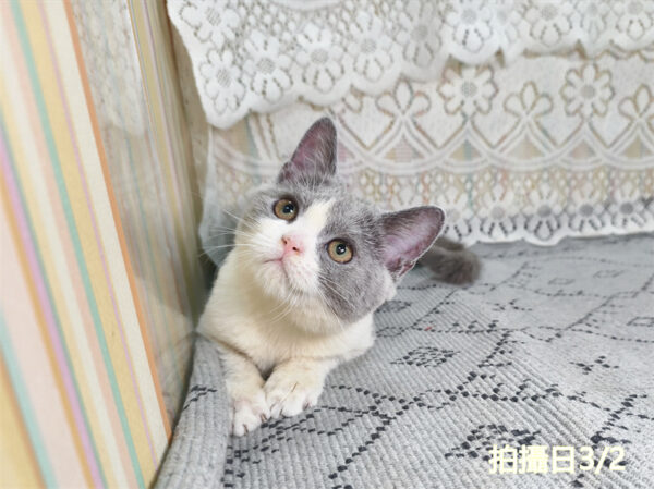 114年11月出生：《立耳英國短毛母貓》 (藍白賓士)