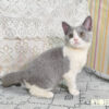 114年11月出生：《立耳英國短毛母貓》 (藍白賓士)