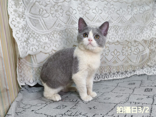 114年11月出生：《立耳英國短毛母貓》 (藍白賓士)