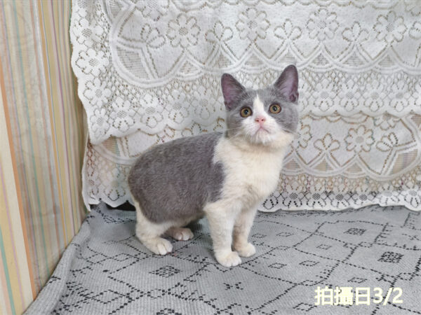 114年11月出生：《立耳英國短毛母貓》 (藍白賓士)