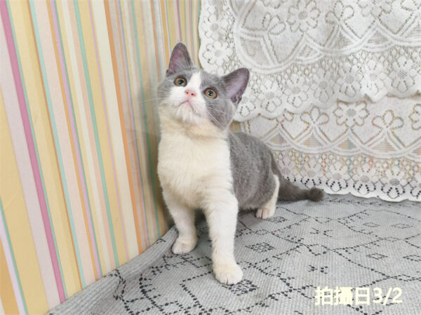 114年11月出生：《立耳英國短毛母貓》 (藍白賓士)