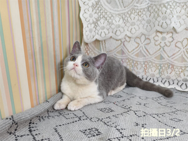 114年11月出生：《立耳英國短毛母貓》 (藍白賓士)