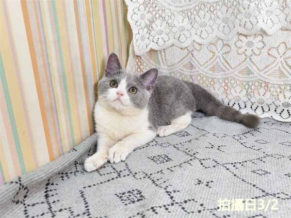 114年11月出生：《立耳英國短毛母貓》 (藍白賓士)