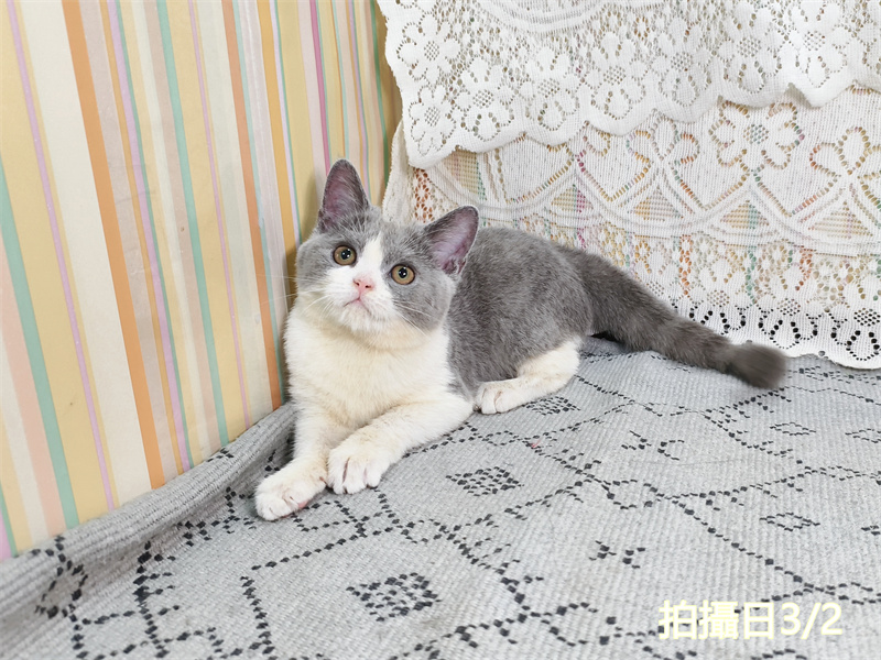 114年11月出生：《立耳英國短毛母貓》 (藍白賓士)