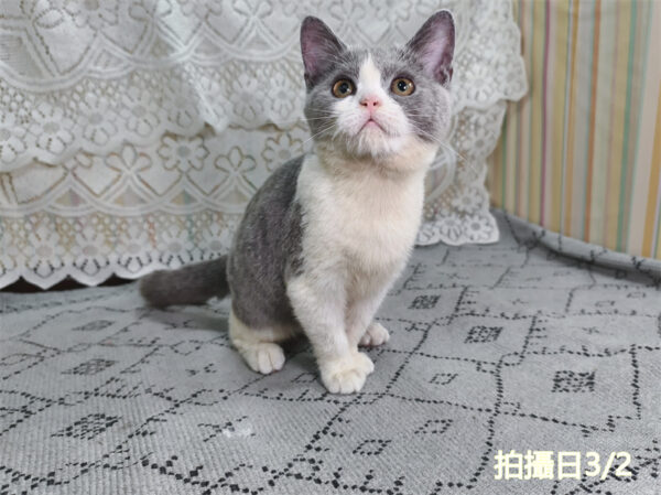 114年11月出生：《立耳英國短毛母貓》 (藍白賓士)