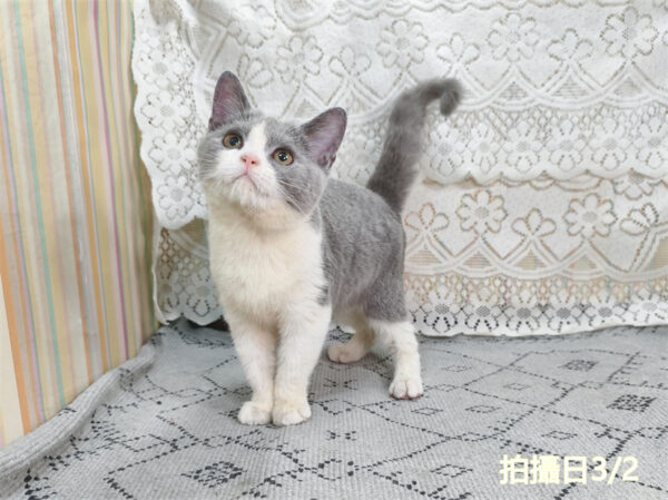 114年11月出生：《立耳英國短毛母貓》 (藍白賓士)