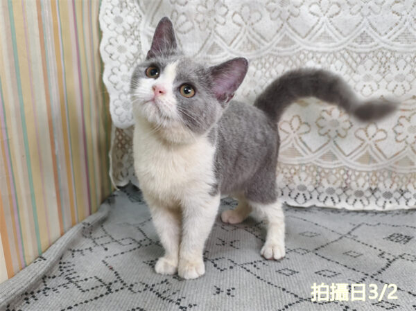 114年11月出生：《立耳英國短毛母貓》 (藍白賓士)