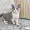 114年11月出生：《立耳英國短毛母貓》 (藍白賓士)