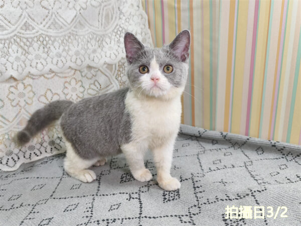 114年11月出生：《立耳英國短毛母貓》 (藍白賓士)