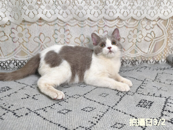 114年11月出生：《立耳英國短毛公貓》 (紫丁香加白)