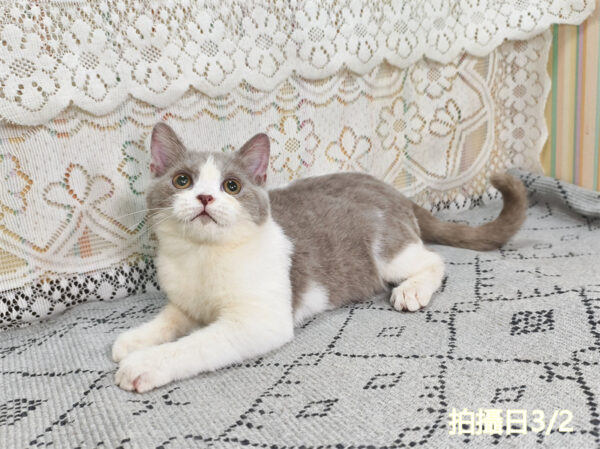 114年11月出生：《立耳英國短毛公貓》 (紫丁香加白)