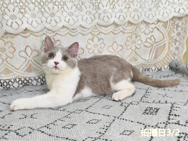 114年11月出生：《立耳英國短毛公貓》 (紫丁香加白)