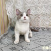 114年11月出生：《立耳英國短毛公貓》 (紫丁香加白)