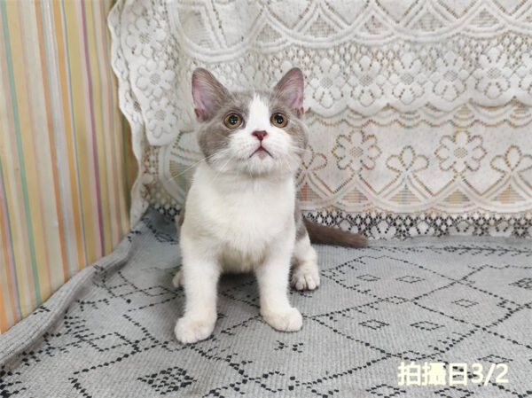 114年11月出生：《立耳英國短毛公貓》 (紫丁香加白)