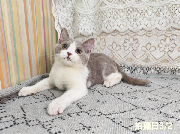 114年11月出生：《立耳英國短毛公貓》 (紫丁香加白)