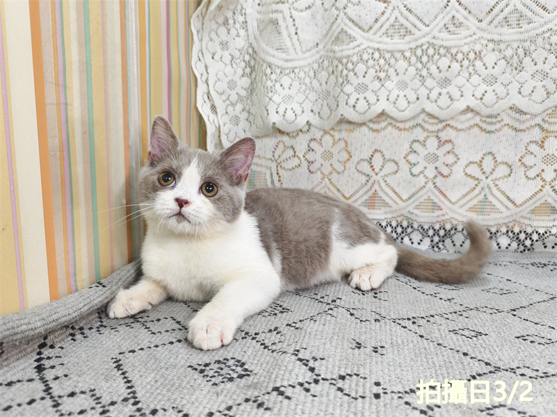 114年11月出生：《立耳英國短毛公貓》 (紫丁香加白)