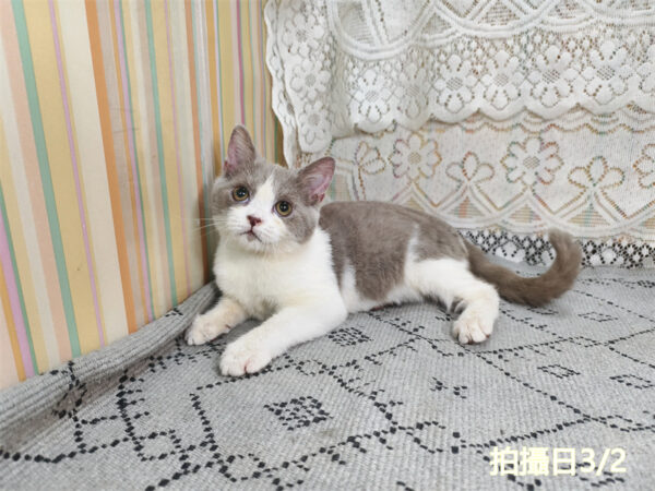 114年11月出生：《立耳英國短毛公貓》 (紫丁香加白)