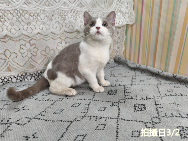114年11月出生：《立耳英國短毛公貓》 (紫丁香加白)