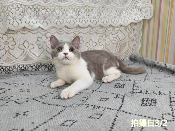 114年11月出生：《立耳英國短毛公貓》 (紫丁香加白)