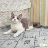 114年11月出生：《立耳英國短毛公貓》 (紫丁香加白)