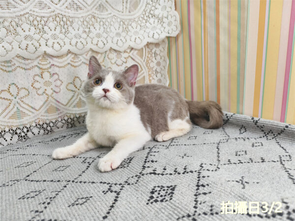 114年11月出生：《立耳英國短毛公貓》 (紫丁香加白)