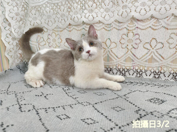 114年11月出生：《立耳英國短毛公貓》 (紫丁香加白)