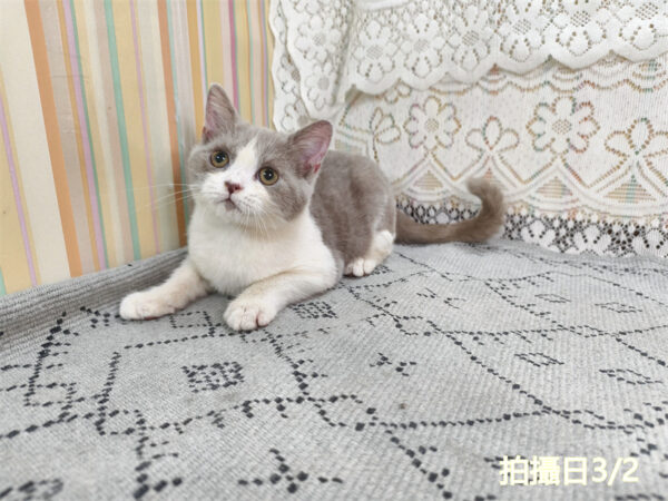 114年11月出生：《立耳英國短毛公貓》 (紫丁香加白)