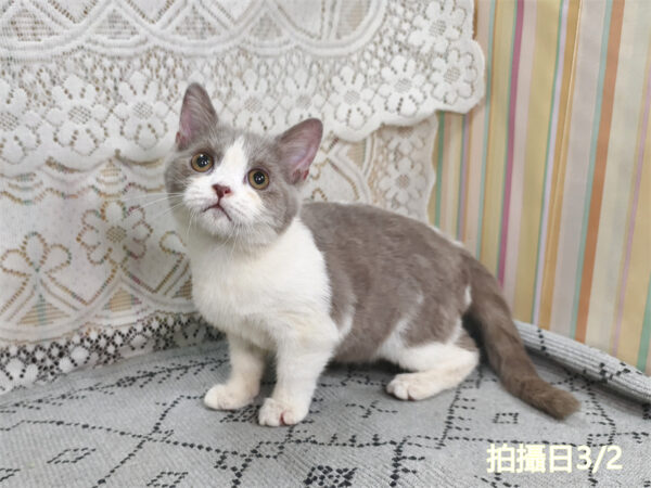 114年11月出生：《立耳英國短毛公貓》 (紫丁香加白)