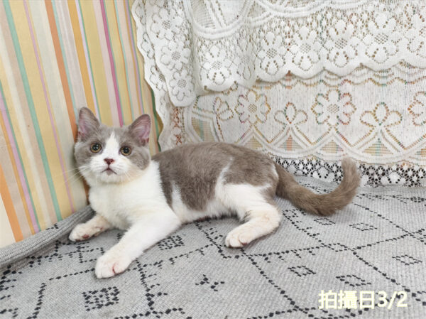 114年11月出生：《立耳英國短毛公貓》 (紫丁香加白)