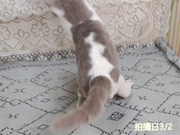 114年11月出生：《立耳英國短毛公貓》 (紫丁香加白)