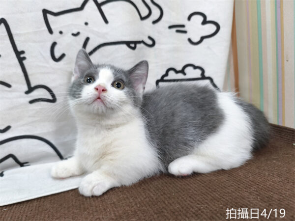 115年02月出生：《立耳曼赤肯短腿公貓》 (藍白賓士)