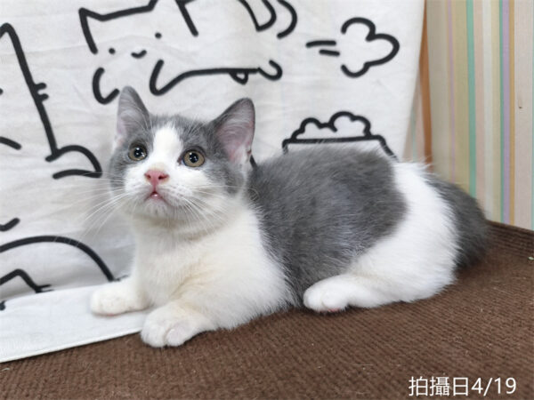 115年02月出生：《立耳曼赤肯短腿公貓》 (藍白賓士)