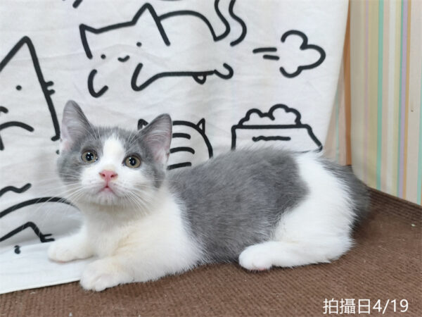 115年02月出生：《立耳曼赤肯短腿公貓》 (藍白賓士)