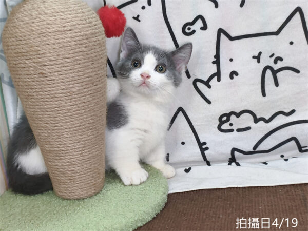 115年02月出生：《立耳曼赤肯短腿公貓》 (藍白賓士)