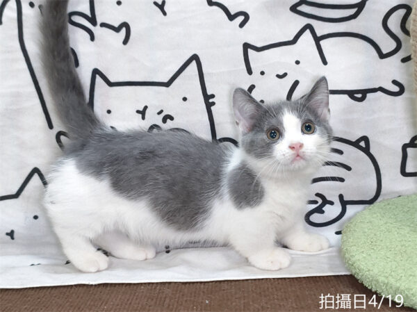 115年02月出生：《立耳曼赤肯短腿公貓》 (藍白賓士)