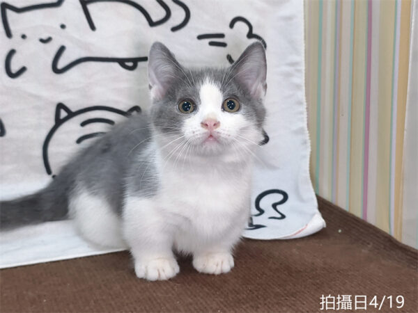 115年02月出生：《立耳曼赤肯短腿公貓》 (藍白賓士)