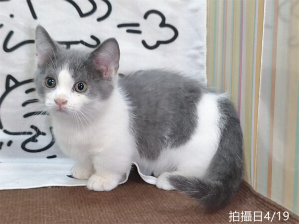 115年02月出生：《立耳曼赤肯短腿公貓》 (藍白賓士)