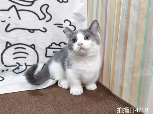 115年02月出生：《立耳曼赤肯短腿公貓》 (藍白賓士)