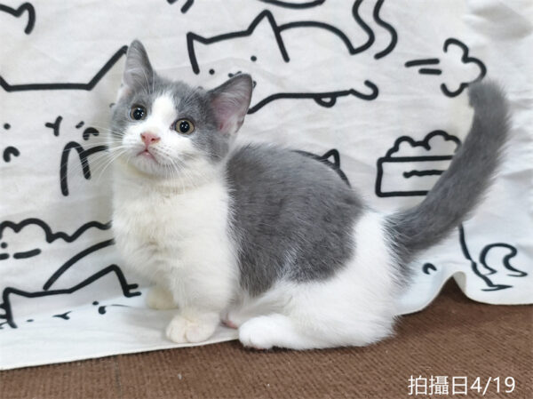 115年02月出生：《立耳曼赤肯短腿公貓》 (藍白賓士)