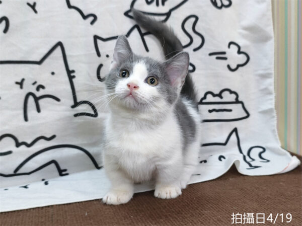 115年02月出生：《立耳曼赤肯短腿公貓》 (藍白賓士)