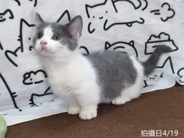 115年02月出生：《立耳曼赤肯短腿公貓》 (藍白賓士)