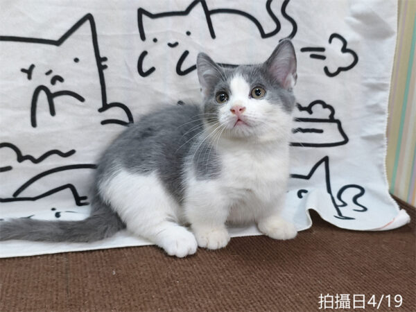 115年02月出生：《立耳曼赤肯短腿公貓》 (藍白賓士)