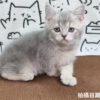 115年02月出生：《立耳英國短毛公貓》 (藍金漸層)
