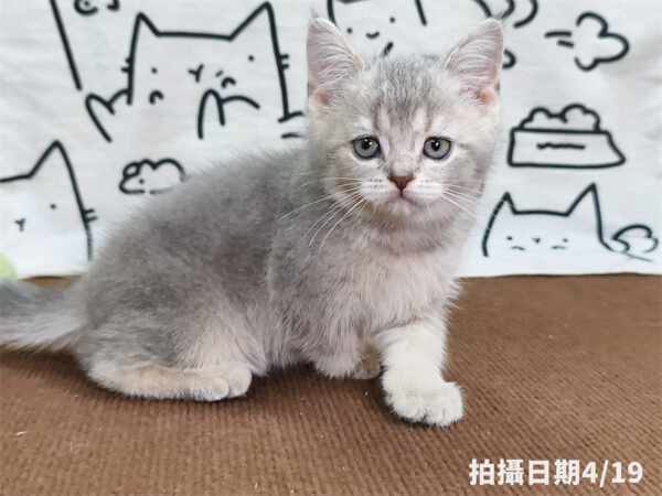 115年02月出生：《立耳英國短毛公貓》 (藍金漸層)